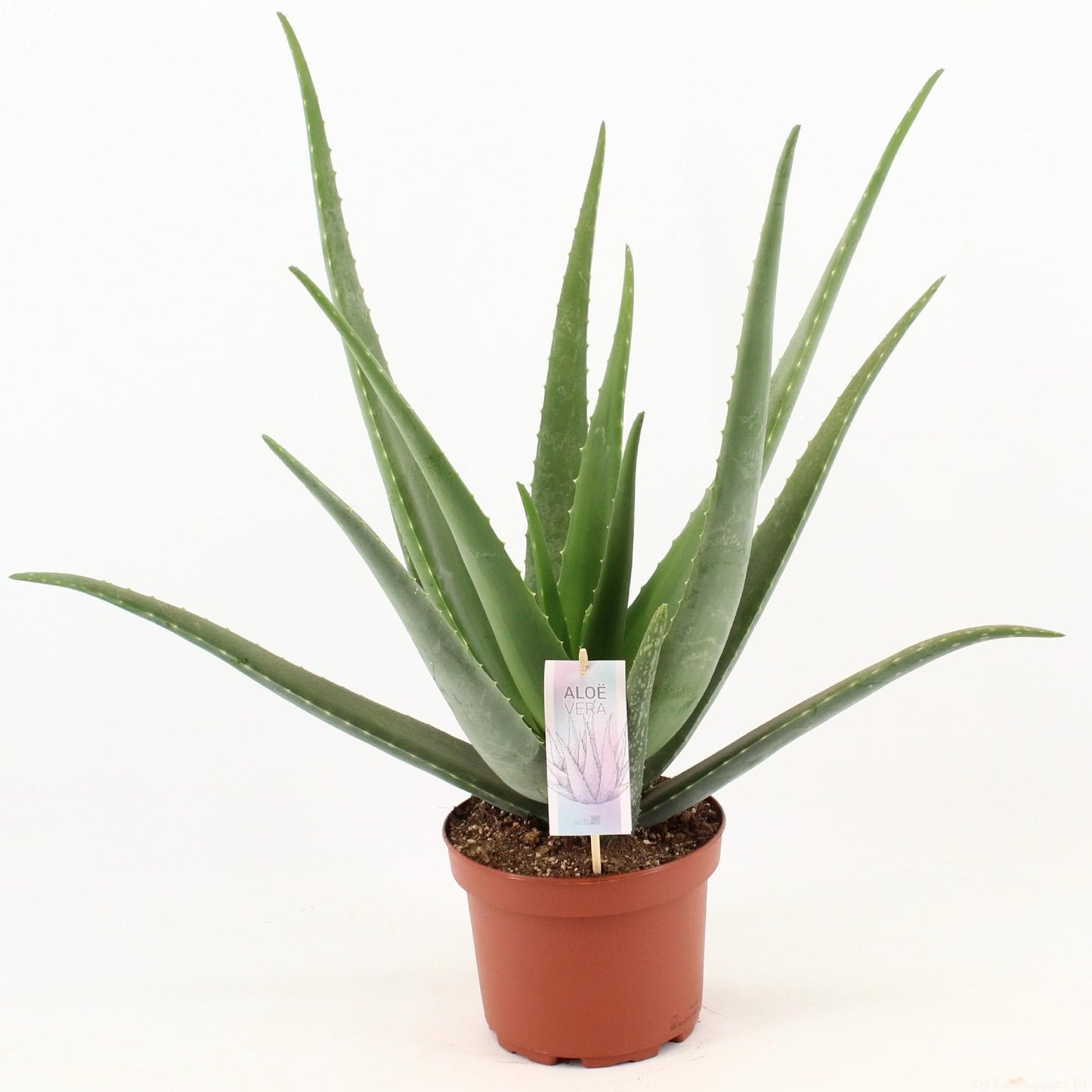 Aloe Vera Wellness-Pflanze – Bio Zuhause-Heilkraft Ø19cm Höhe 70cm grüne Zimmerpflanze Heilpflanze - grüne-wurzel