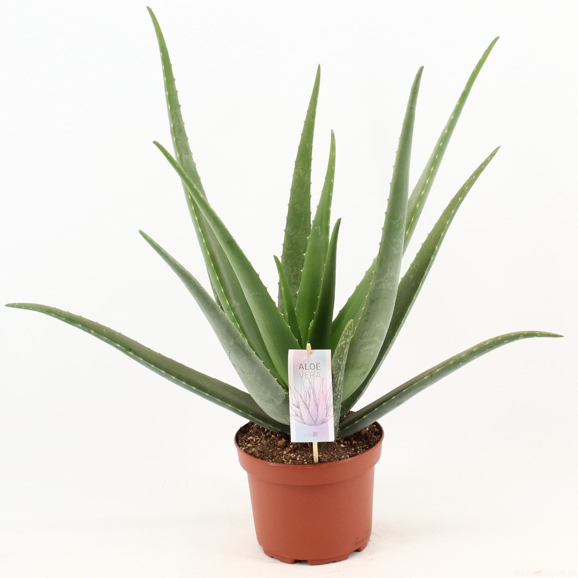 Aloe Vera Wellness-Pflanze – Bio Zuhause-Heilkraft Ø19cm Höhe 70cm grüne Zimmerpflanze Heilpflanze - grüne-wurzel