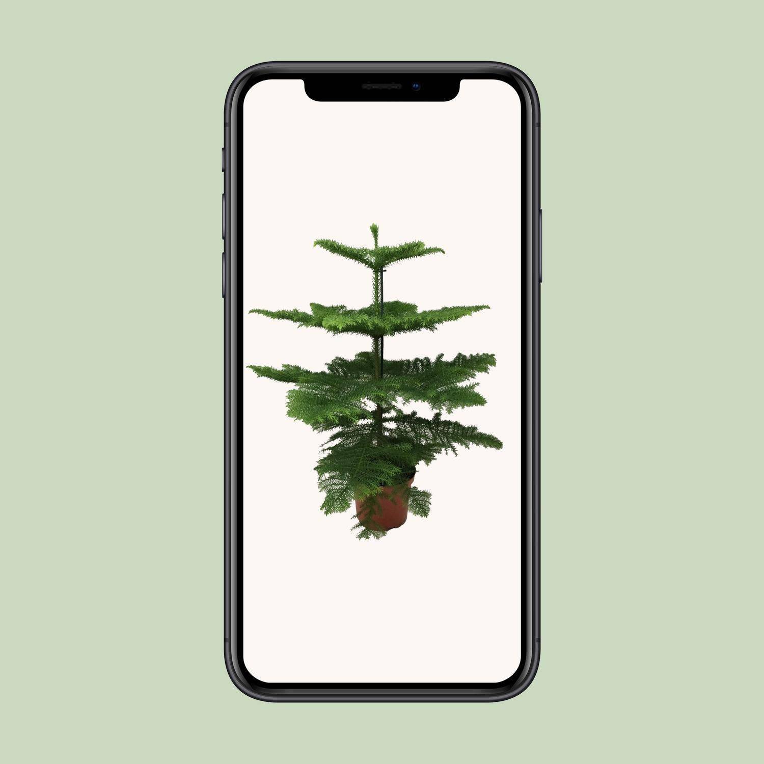 Araucaria Heterophylla - Zimmerpflanze - 70cm hoch - Ø21cm - Zimmertanne - grüne-wurzel