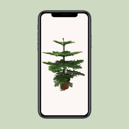 Araucaria Heterophylla - Zimmerpflanze - 70cm hoch - Ø21cm - Zimmertanne - grüne-wurzel