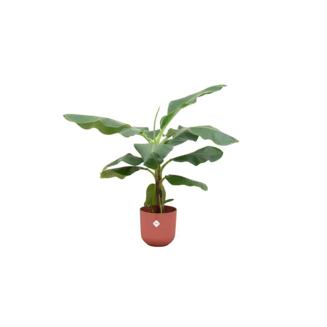 Banana plant Musa - houseplant with elho pot purple - height 100 cm