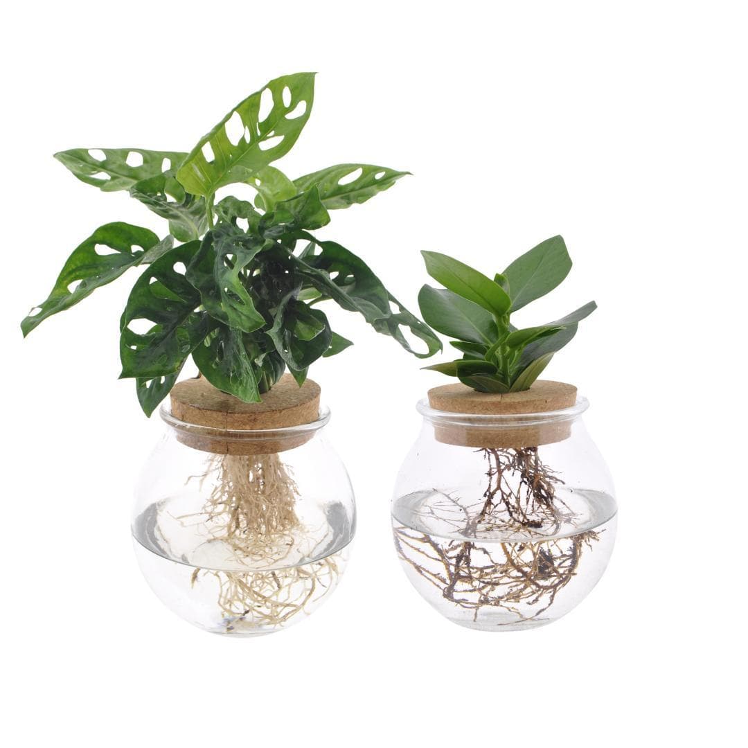 Bolglas Duo Monstera Adansonii - Clusia - Wurzelblick Set - Ø12cm - ↕30 cm Zimmerpflanzen Wasserpflanzen im Glas - grüne-wurzel