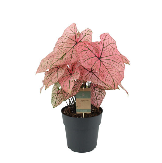 Caladium 'Spring Fling' – Atemberaubende Zimmerpflanze, 65 cm, Topf Ø 21 cm – Einzigartiges Farbspiel - grüne-wurzel