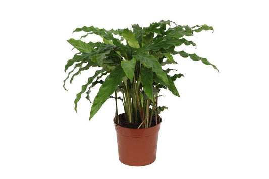 Calathea Bluegrass – Dekorative Zimmerpflanze, 40 cm hoch, Topf Ø 12 cm – Ideal für halbschattige Innenräume - grüne-wurzel