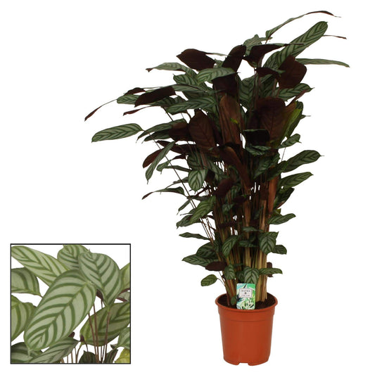 Calathea Compactstar - Calathea Rufibarba - Zimmerpflanze - Ø21cm - ↕105cm - Pfauenpflanze - grüne-wurzel