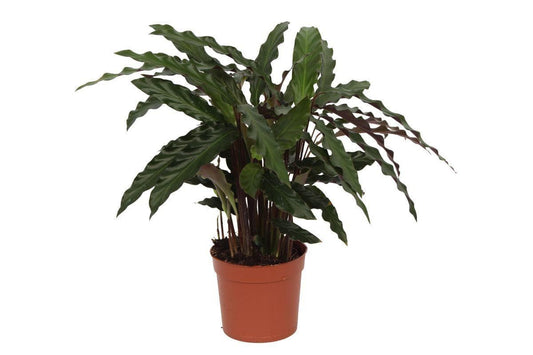 Calathea Elgergrass – Exotische Zimmerpflanze, Höhe 40 cm, Topf Ø12 cm – Ideal für Halbschatten - grüne-wurzel