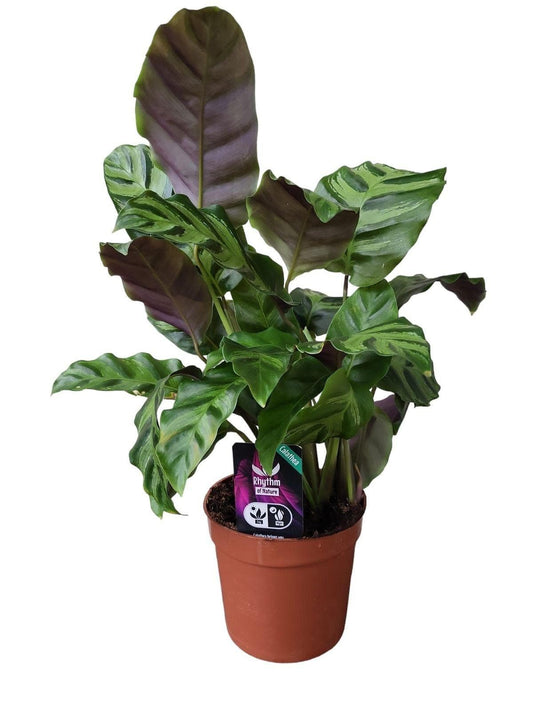 Calathea Greenstar – Tropische Zimmerpflanze, Höhe 40 cm, Topf Ø12 cm – Ideal für Schattenbereiche - grüne-wurzel