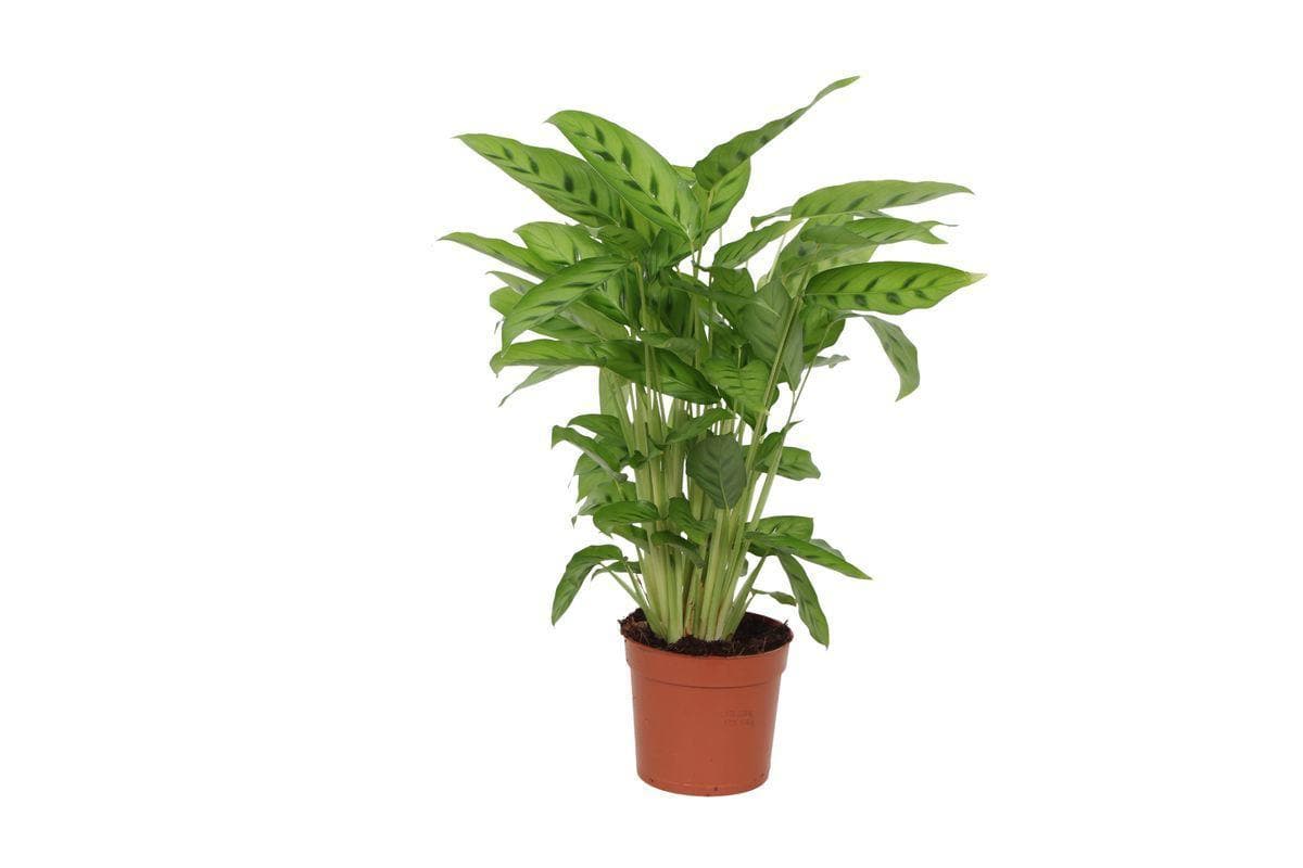 Calathea Leopardina – Elegante Luftreiniger Zimmerpflanze, Höhe 40 cm, Topf Ø12 cm - grüne-wurzel