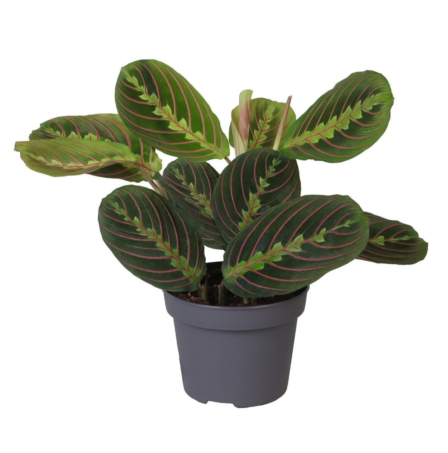 Calathea Leuconeura 'Red Stripe' – Elegante Luftreinigende Zimmerpflanze, Höhe 25 cm, Topf Ø12 cm - grüne-wurzel