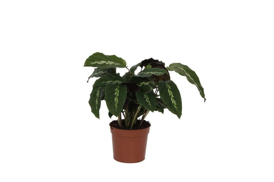 Calathea Maui Queen – Tropische Zimmerpflanze, Höhe 40 cm, Topf Ø12 cm – Perfekt für Schattige Standorte - grüne-wurzel