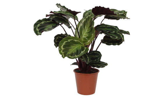 Calathea Medallion - Luftreinigende Zimmerpflanze - Groß 80 cm Höhe - Topf Ø 19 cm - grüne-wurzel