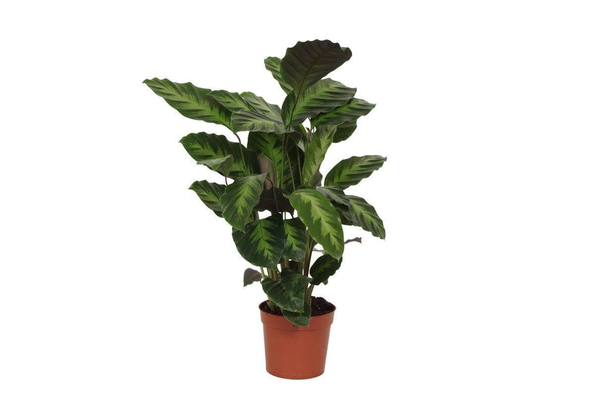 Calathea Misto - Tropische Zimmerpflanze - Höhe 40 cm - Topf Ø12cm - Ideal für Innenräume - grüne-wurzel