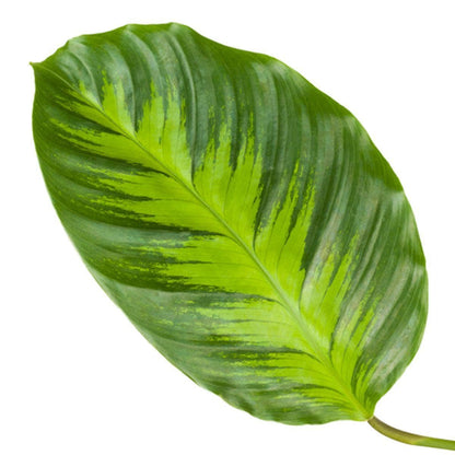 Calathea Misto - Tropische Zimmerpflanze - Höhe 40 cm - Topf Ø12cm - Ideal für Innenräume - grüne-wurzel