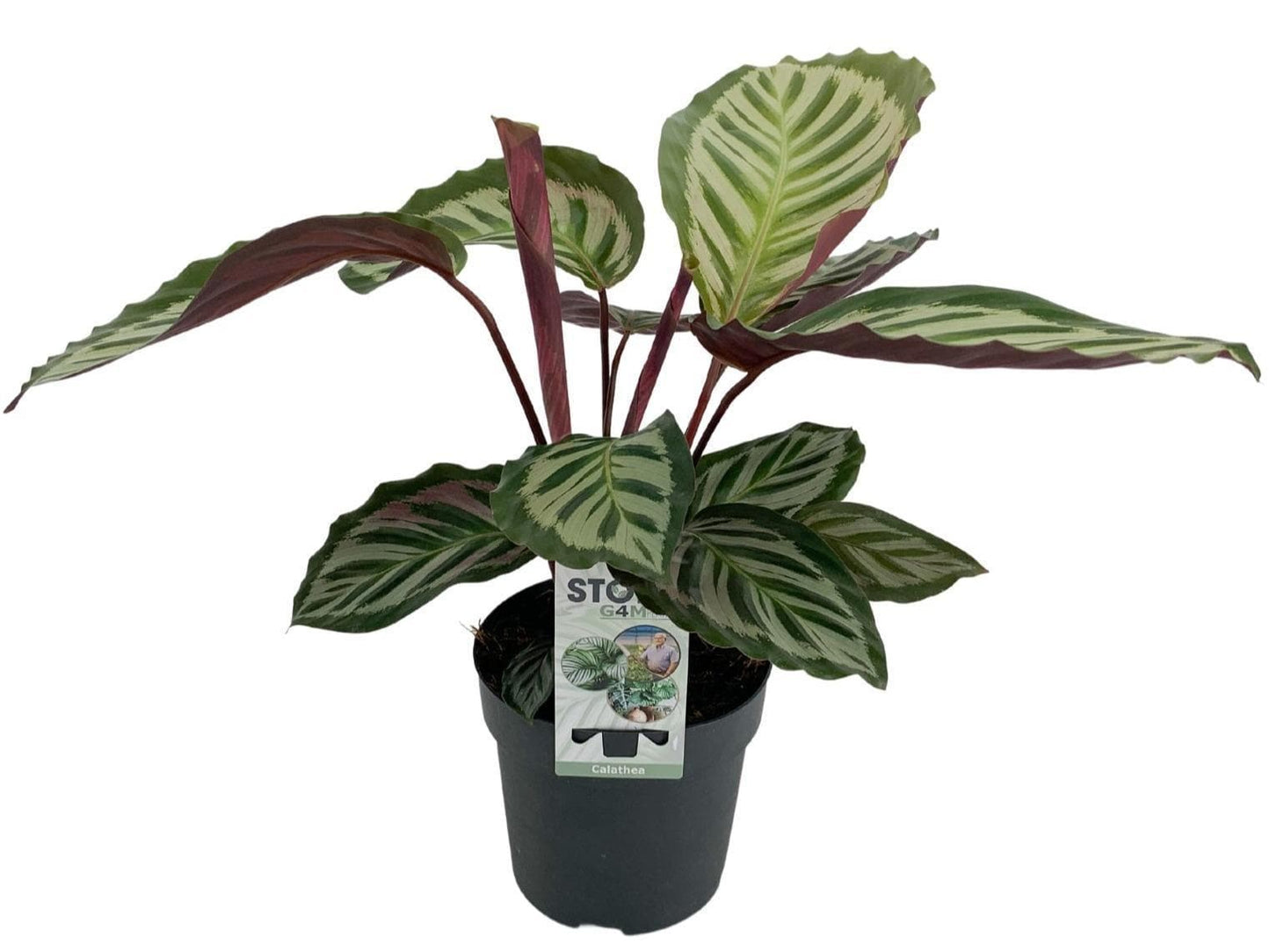 Calathea Peacock - Exotische Zimmerpflanze - Ø 14 cm - Höhe 50 cm - grüne-wurzel