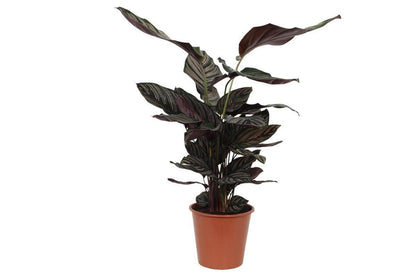 Calathea Sanderiana - Prächtige Pfeilwurz - 80 cm Höhe - Topf Ø 19 cm - grüne-wurzel