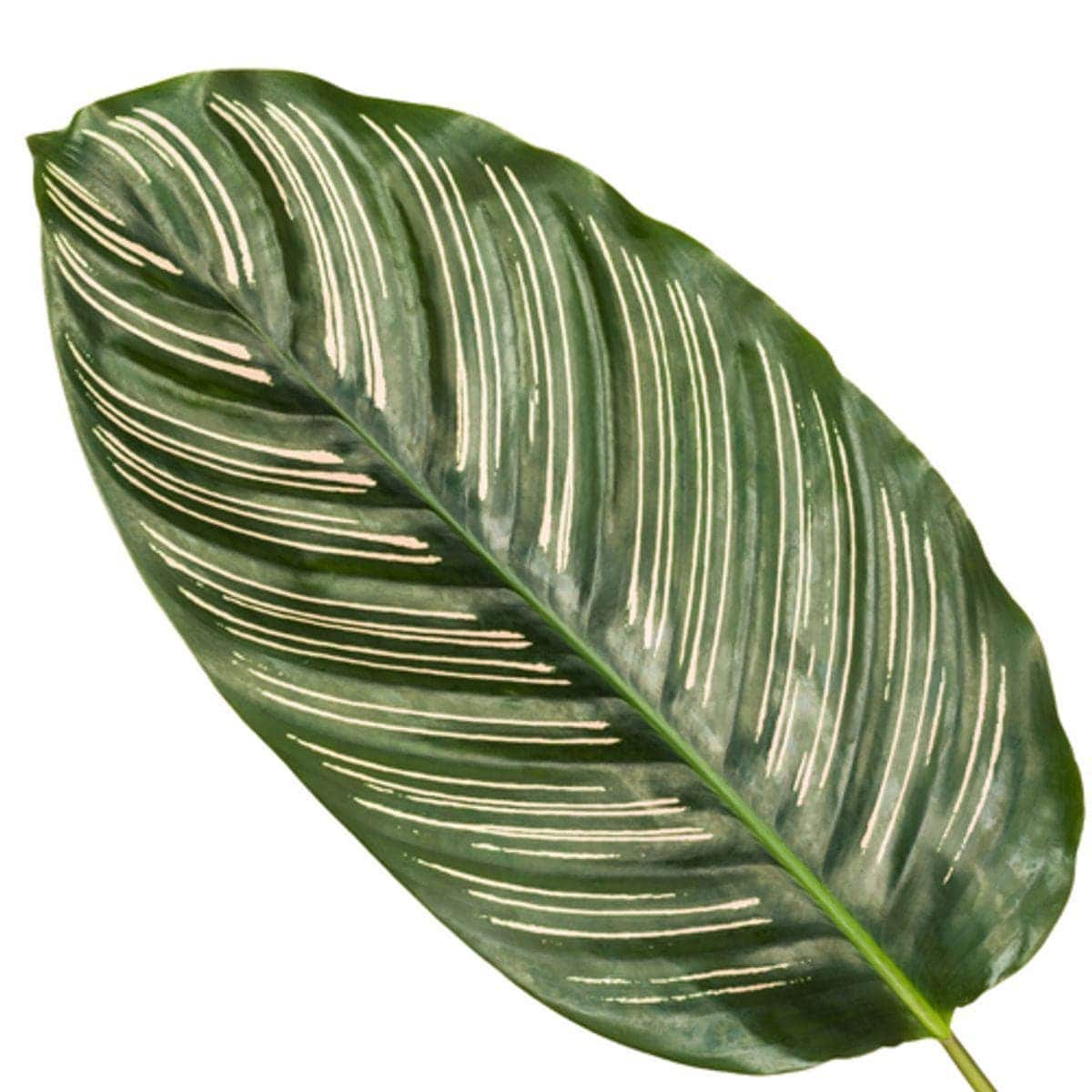 Calathea Sanderiana - Prächtige Pfeilwurz - 80 cm Höhe - Topf Ø 19 cm - grüne-wurzel