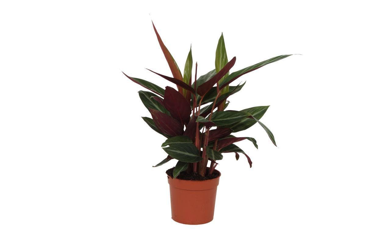 Calathea Stripestar - Exotische Zimmerpflanze - 40 cm Höhe - Topf Ø 12 cm - grüne-wurzel