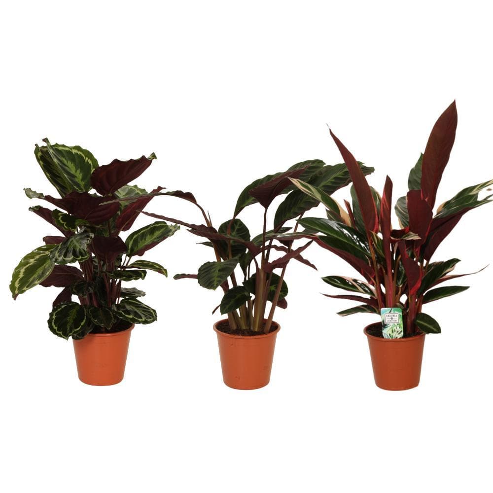 Calathea Symphony - 3 Stücke - Ø19cm - ↕70-80cm - Pflegeleichte Zimmerpflanzen - Luftreinigende Eigenschaften - Ideal für Wohnräume und Büros - grüne-wurzel