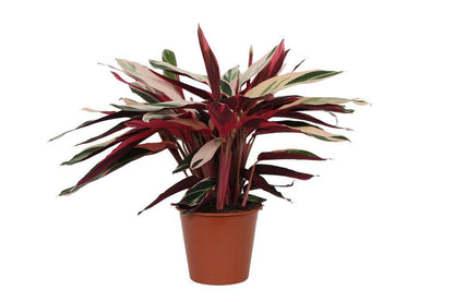 Calathea Triostar (Stromanthe) - Bunte Zimmerpflanze - Höhe 80 cm - Topf Ø19 cm - grüne-wurzel