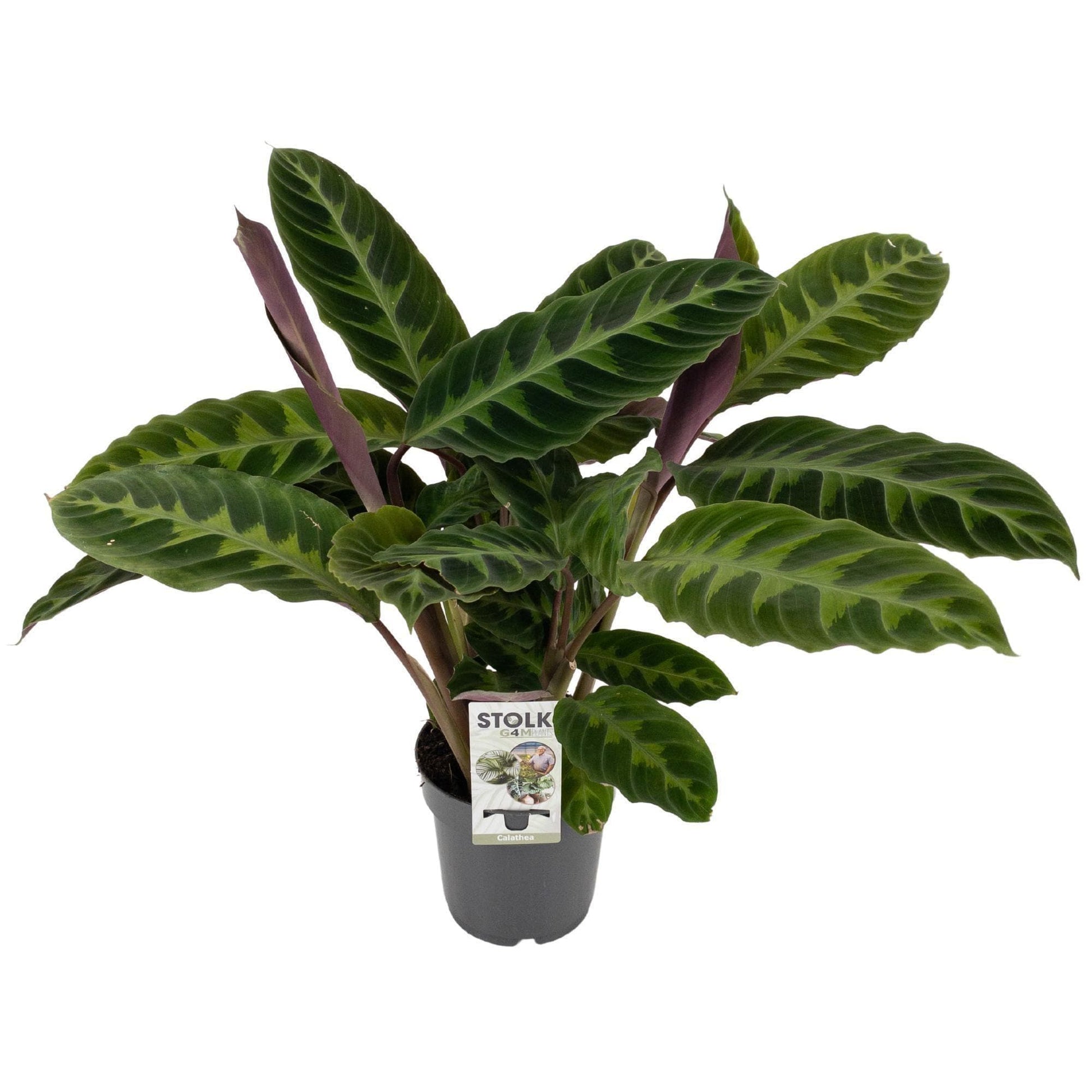 Calathea Warscewiczii - Dekorative Zimmerpflanze - 50 cm Höhe - Ø14 cm Topf - grüne-wurzel