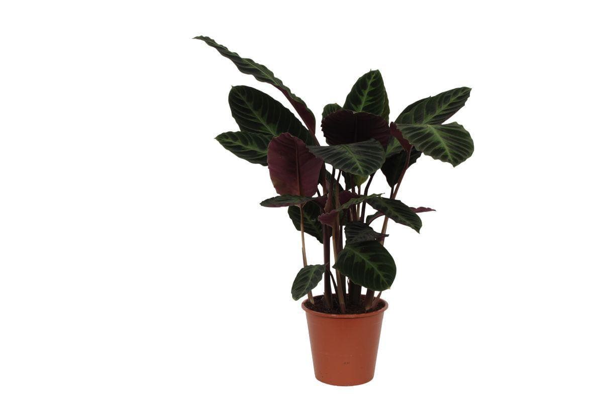 Calathea Warscewiczii - Tropische Zimmerpflanze - Höhe 80 cm - Topf Ø19 cm - grüne-wurzel