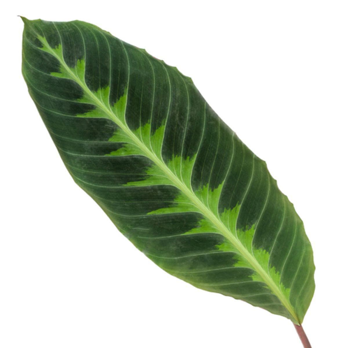 Calathea Warscewiczii - Tropische Zimmerpflanze - Höhe 80 cm - Topf Ø19 cm - grüne-wurzel