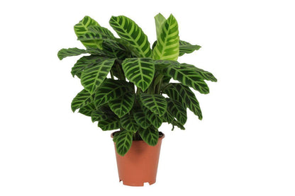 Calathea Zebrina - Prächtige Tropische Zimmerpflanze - 80 cm - Ø19 cm - grüne-wurzel