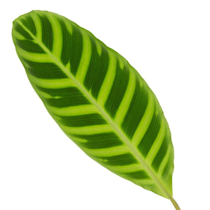 Calathea Zebrina - Prächtige Tropische Zimmerpflanze - 80 cm - Ø19 cm - grüne-wurzel