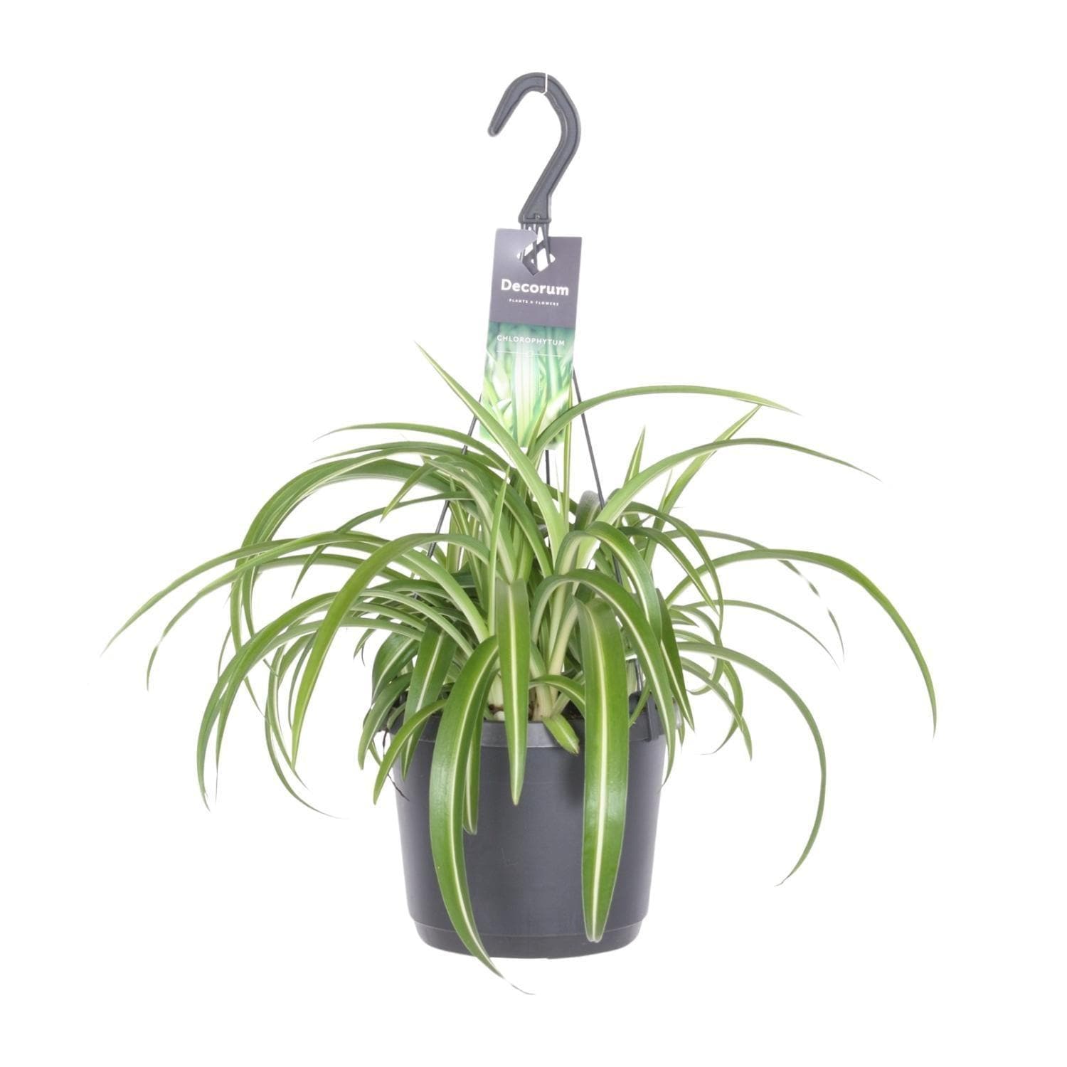 Chlorophytum Comosum 'Bonnie' – Grünlilie im Hängetopf Ø17cm, Höhe 35cm - grüne-wurzel