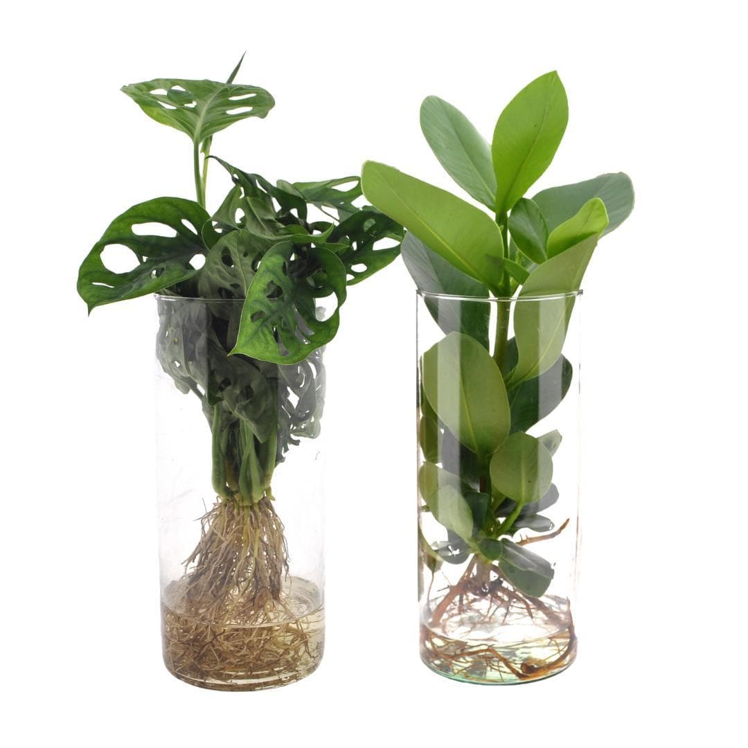 Cylinder Glas Duo - Monstera und Clusia in Wasserkultur Ø12cm, Höhe 25-40cm Zimmerpflanzen im Glas - grüne-wurzel