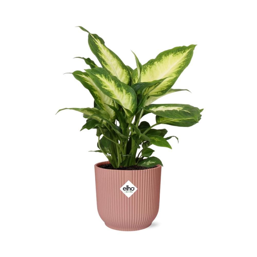 Dieffenbachia ‘Camilla’ - Farbenfrohe Luftreinigerin im stylischen ELHO Vibes Fold 14cm Topf - grüne-wurzel