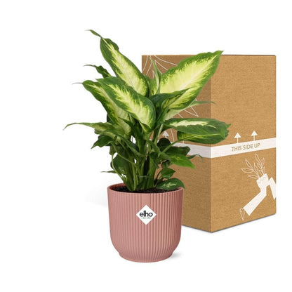 Dieffenbachia ‘Camilla’ - Farbenfrohe Luftreinigerin im stylischen ELHO Vibes Fold 14cm Topf - grüne-wurzel