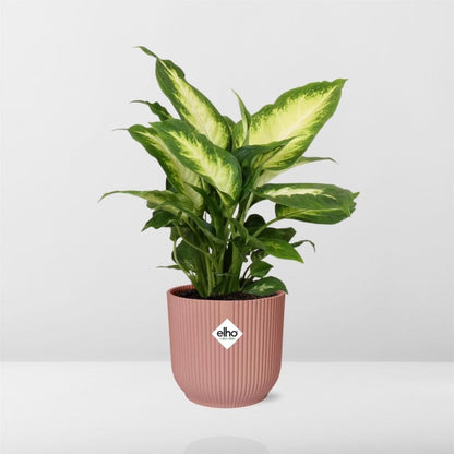 Dieffenbachia ‘Camilla’ - Farbenfrohe Luftreinigerin im stylischen ELHO Vibes Fold 14cm Topf - grüne-wurzel