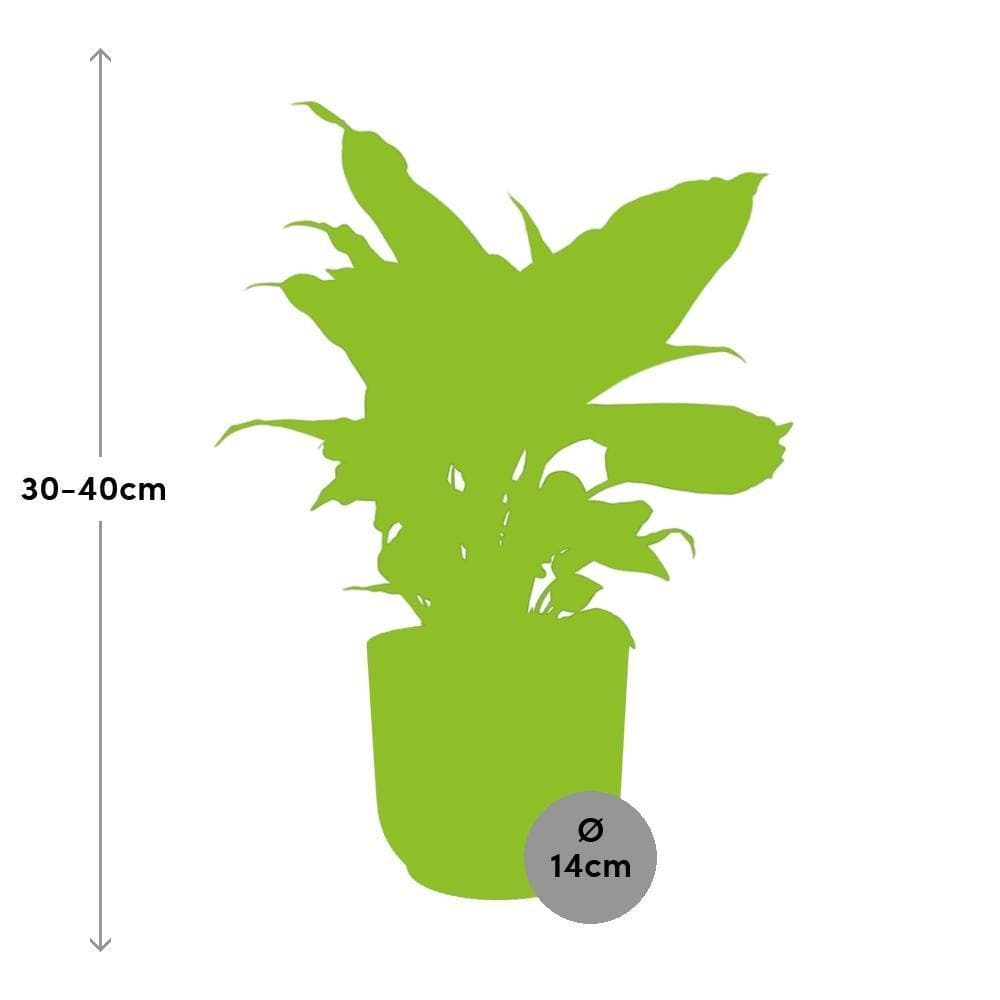 Dieffenbachia ‘Camilla’ - Farbenfrohe Luftreinigerin im stylischen ELHO Vibes Fold 14cm Topf - grüne-wurzel