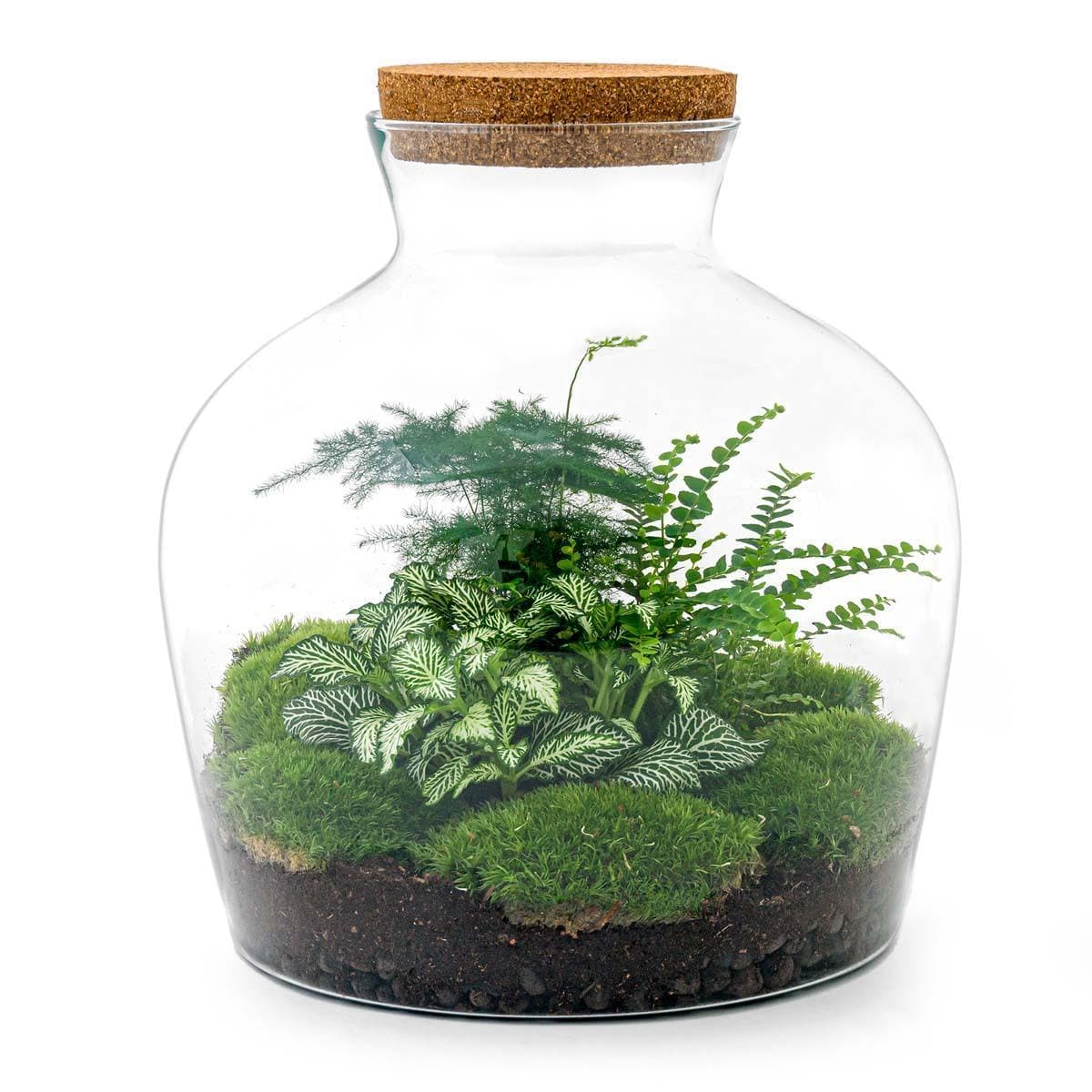 DIY "Fat Joe Grün" Komplettset Flaschengarten mit Pflanzen und Mini-Gartenwerkzeug (Rechen, Schaufel, Pinzette, Schere) - Ø 29cm, Höhe 30cm Pflanzen Terrarium - grüne-wurzel