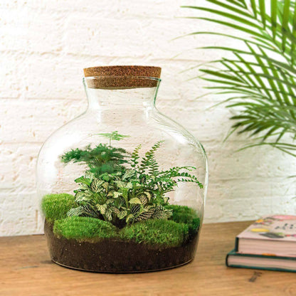 DIY "Fat Joe Grün" Komplettset Flaschengarten mit Pflanzen und Mini-Gartenwerkzeug (Rechen, Schaufel, Pinzette, Schere) - Ø 29cm, Höhe 30cm Pflanzen Terrarium - grüne-wurzel