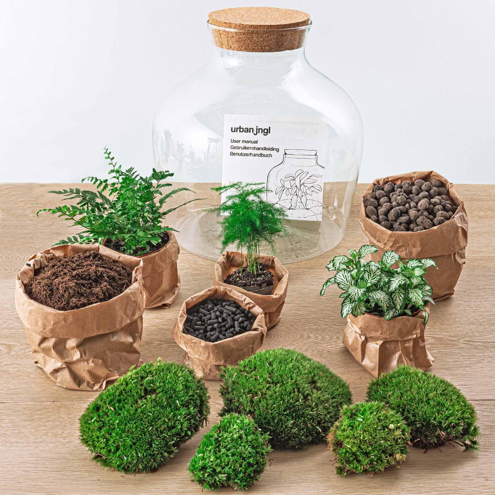 DIY "Fat Joe Grün" Komplettset Flaschengarten mit Pflanzen und Mini-Gartenwerkzeug (Rechen, Schaufel, Pinzette, Schere) - Ø 29cm, Höhe 30cm Pflanzen Terrarium - grüne-wurzel