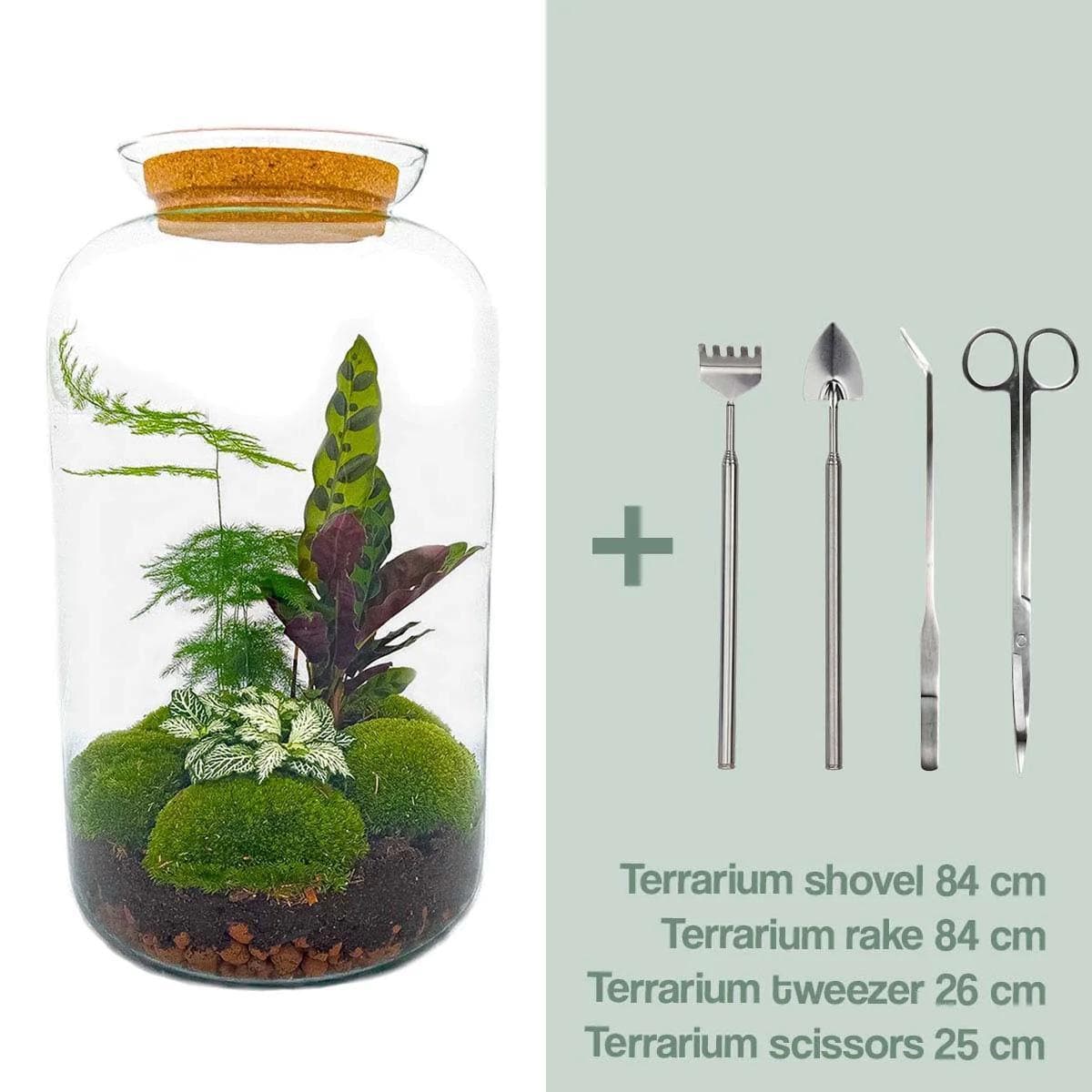 DIY Selbstpflegender Flaschengarten Deluxe mit Bonsai und Werkzeug (Rechen + Schaufel + Pinzette + Schere) - Glas-Biotop - 43 cm Terrarium - grüne-wurzel