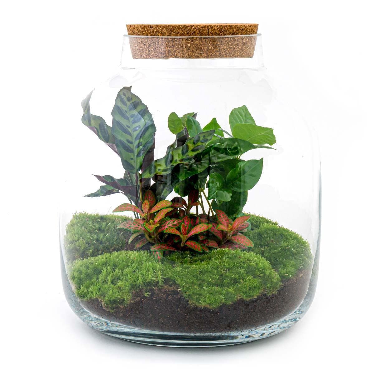 DIY-Terrarium Kit 'Billie Botanical' – ↕30 cm – Komplettset - grüne-wurzel