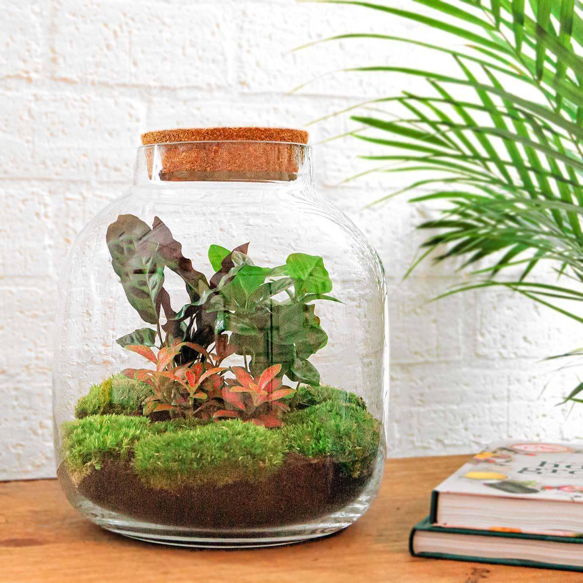 DIY-Terrarium Kit 'Billie Botanical' – ↕30 cm – Komplettset - grüne-wurzel