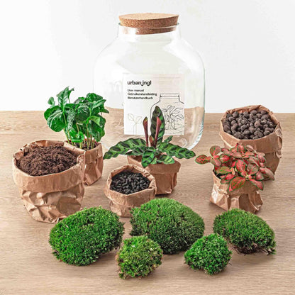 DIY-Terrarium Kit 'Billie Botanical' – ↕30 cm – Komplettset - grüne-wurzel