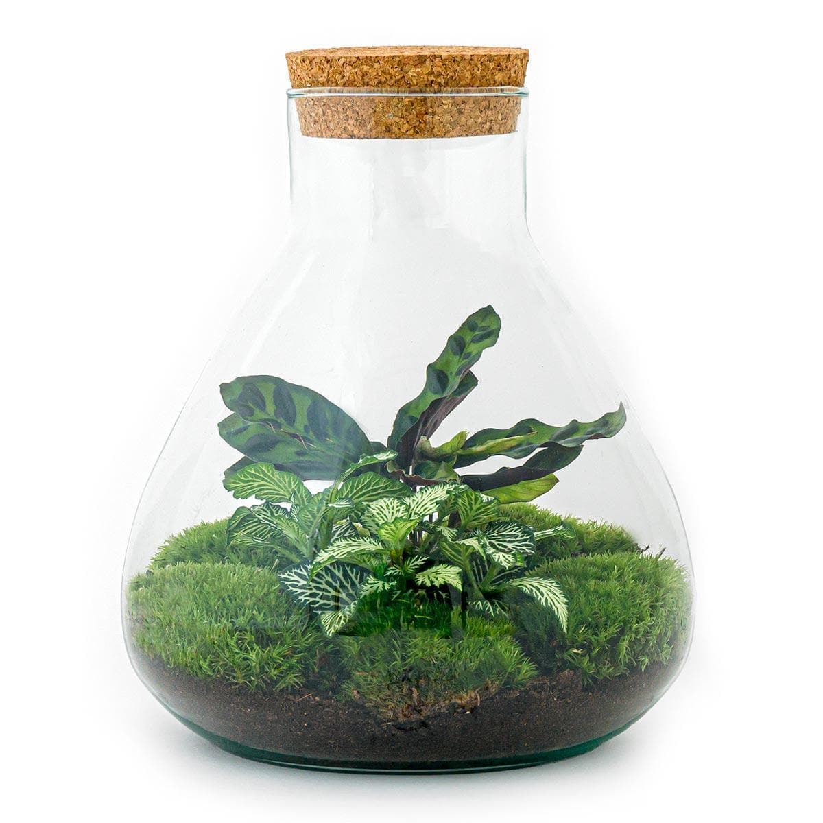 DIY Terrarium Kit 'Sammie' – Vollständiges Set für Selbstversorger-Terrarium – ↕27 cm, Ø22.5 cm - grüne-wurzel