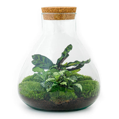 DIY Terrarium Kit 'Sammie' – Vollständiges Set für Selbstversorger-Terrarium – ↕27 cm, Ø22.5 cm - grüne-wurzel