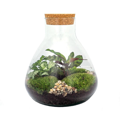 DIY Terrarium Kit 'Sammie' – Vollständiges Set für Selbstversorger-Terrarium – ↕27 cm, Ø22.5 cm - grüne-wurzel