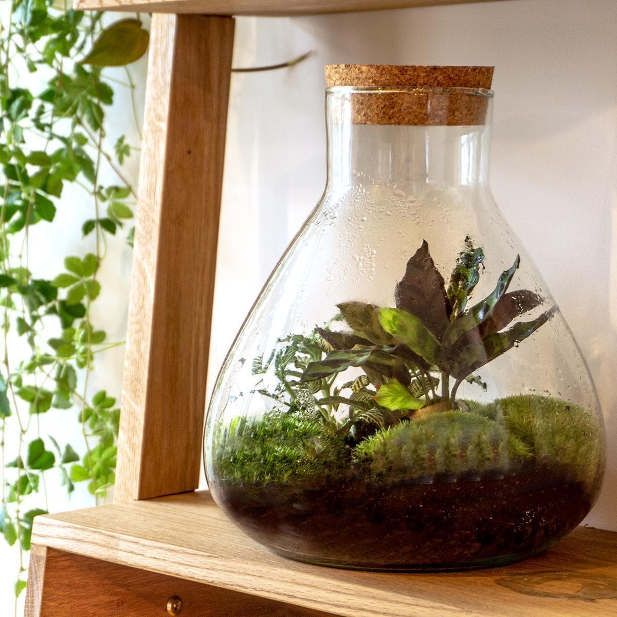 DIY Terrarium Kit 'Sammie' – Vollständiges Set für Selbstversorger-Terrarium – ↕27 cm, Ø22.5 cm - grüne-wurzel