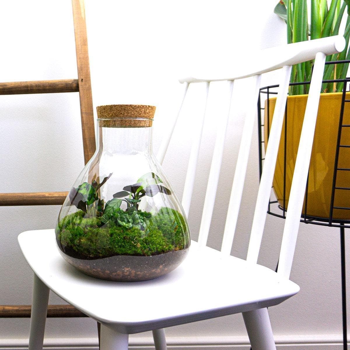 DIY Terrarium Kit 'Sammie' – Vollständiges Set für Selbstversorger-Terrarium – ↕27 cm, Ø22.5 cm - grüne-wurzel