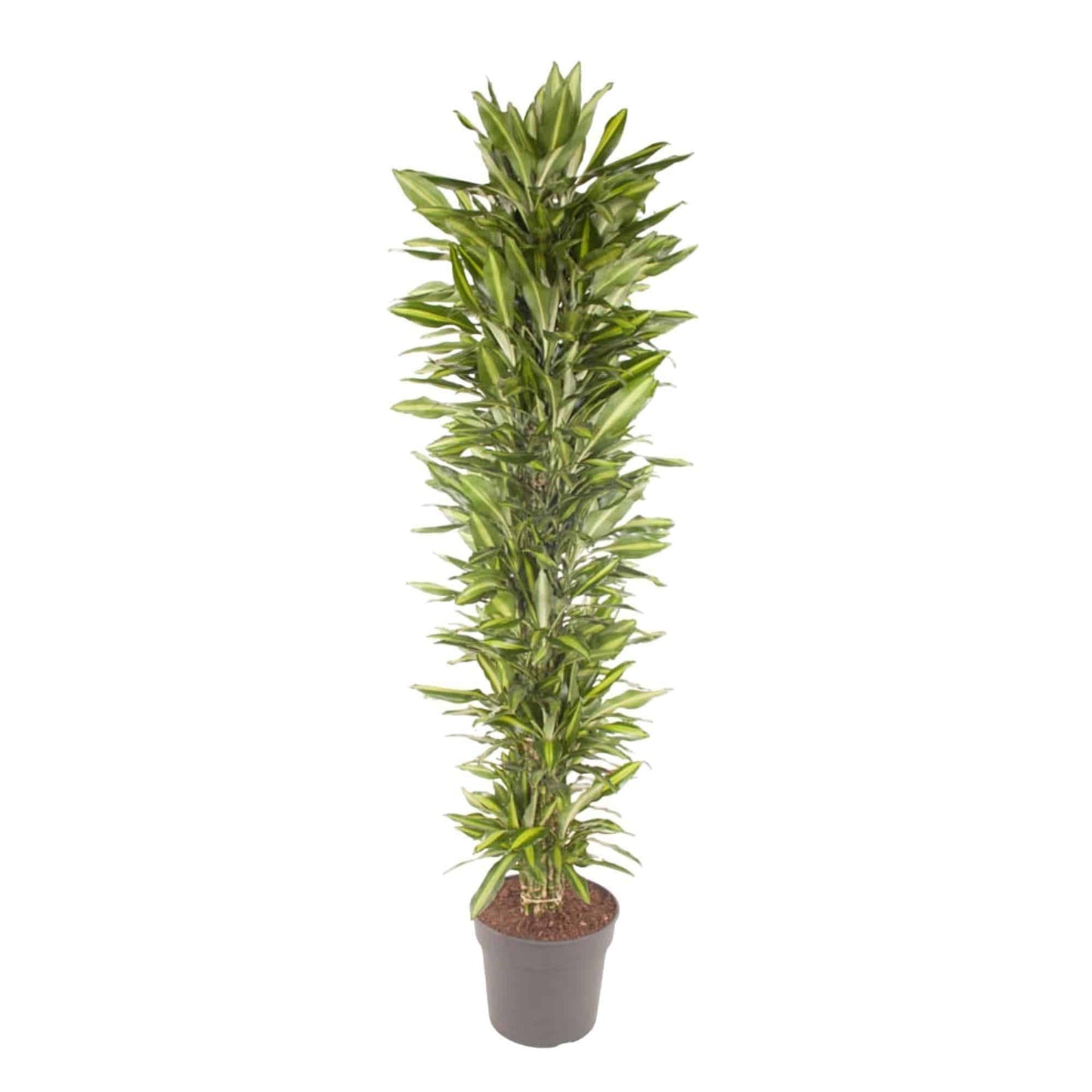 Dracaena Cintho Verzweigt - Elegante Große Zimmerpflanze - 210 cm, Topfdurchmesser 40 cm - grüne-wurzel