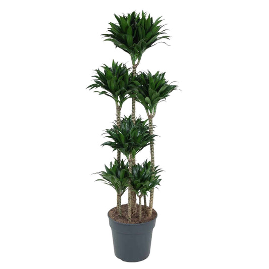 Dracaena Compacta Karussell - Vielschichtige Zimmerpflanze - 160 cm - Ø34cm - grüne-wurzel