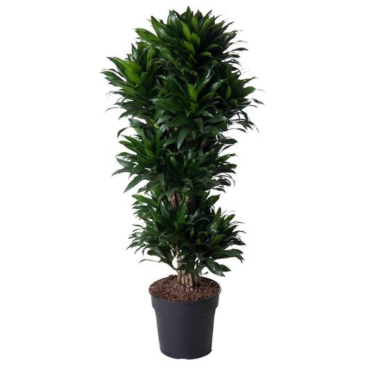 Dracaena Compacta Verzweigt - Langlebige Innenpflanze - 140 cm - Ø31cm Zimmerpflanze - grüne-wurzel