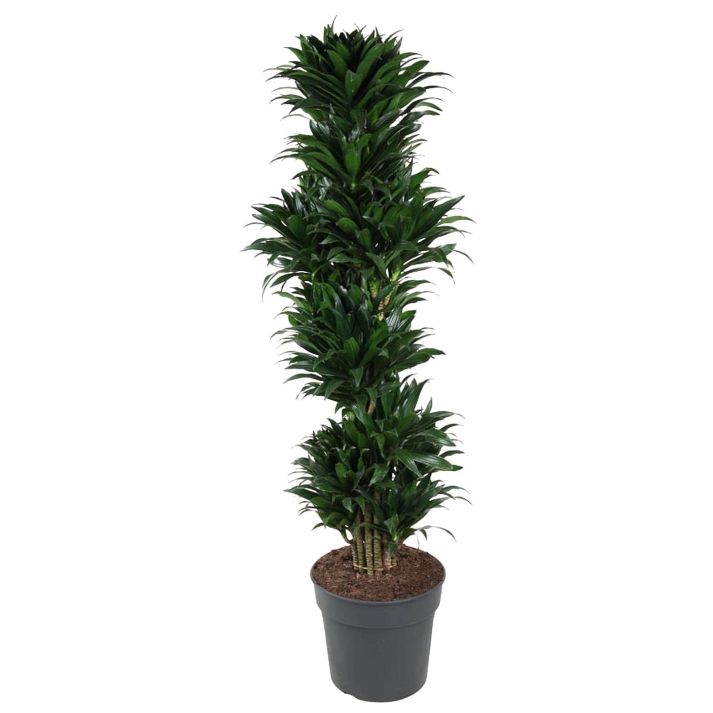 Dracaena Compacta Verzweigt - Robuste Innenraum-Zierpflanze - 170 cm - Ø34cm - grüne-wurzel